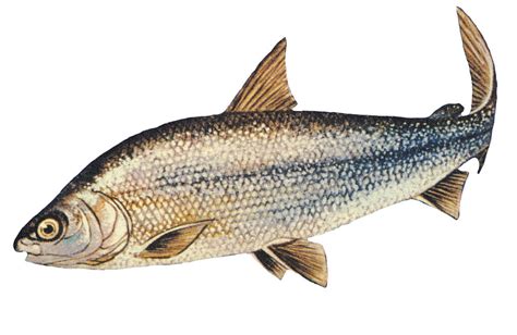 Lake whitefish .